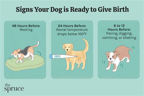 Dog Labor Signs & Puppy Delivery Stages Explained